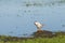 Common Tern Cleaning Beak