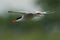 Common tern in fast flight, closeup