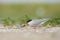 Common tern feeding chick