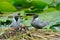 Common tern feeding its chicks (sterna hirundo)