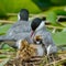 Common tern feeding its chicks sterna hirundo