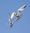 Common Tern fight in air