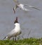 Common Tern fighting with blackheaded Gull