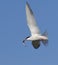 Common Tern with fish in flight.