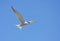 Common tern in flight