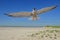 Common tern in flight