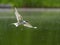 Common tern in flight against a background of water