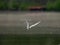Common tern in flight against a background of water