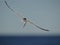 Common tern in flight with fish