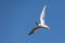 Common tern in flight with fish in beak