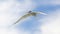 Common Tern gliding in front of a blue and white sky