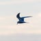Common Tern in graceful fishing flight by a colored sky