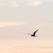 Common Tern in graceful flight by a colored sky