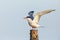 Common tern lands on pillar