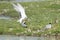 Common tern male giving fish to female