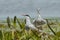 Common Tern Mating Behaviour in Springtime