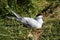 Common Tern on Nest.