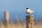 Common tern on a pillar bird with blue sky