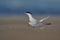 Common tern is posing