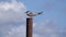 Common Tern sitting on a metal post and pooping