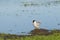 Common Tern Sleeping on Dirt Mound