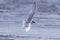 Common tern with a smelt catch