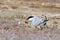 Common tern (sterna hirundo)