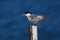 Common Tern, Sterna hirundo