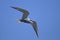 Common tern, sterna hirundo