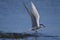 Common tern, sterna hirundo