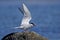 Common tern, sterna hirundo