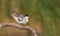 Common Tern - Sterna hirundo - adult bird