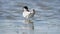 Common Tern - Sterna hirundo adult bird