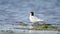 Common Tern - Sterna hirundo adult bird