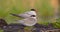 Common Tern - Sterna hirundo - adult bird with the nestling