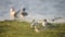 Common Tern - Sterna hirundo - adult bird with the nestlings at the wetland