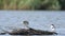 Common Tern - Sterna hirundo adult bird. Slow motion