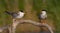 Common Tern - Sterna hirundo - adult and juvenile birds