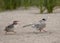 Common Tern  Sterna hirundo chick chasing adult with fish