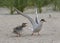 Common Tern  Sterna hirundo chick chasing adult with fish