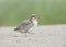 Common Tern  Sterna hirundo chick running on the beach