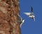 Common Tern (Sterna Hirundo) in flight.