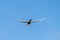 Common tern sterna hirundo in flight with a fish in beak