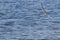 Common tern Sterna hirundo flying on sea water background. Wild sea bird hunting in natural habitat.