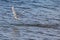 Common tern Sterna hirundo flying on sea water background. Wild sea bird hunting in natural habitat.