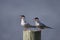 Common Tern (Sterna hirundo hirundo)