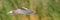 Common Tern - Sterna hirundo - juvenile bird