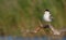 Common Tern - Sterna hirundo - juvenile bird