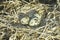 Common Tern (Sterna hirundo ) nest with eggs