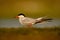 Common tern, Sterna hirundo, is a seabird of the tern family Sternidae, bird in the clear nature habitat, animal near the river
